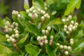 Hawthorn crataegus monogyna buds Royalty Free Stock Photo