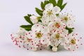 Hawthorn (Crataegus monogyna) flowers isolated on white background