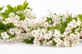 Hawthorn (Crataegus monogyna) flowers isolated on white background Royalty Free Stock Photo