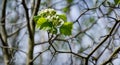 Hawthorn Crataegus submollis mazing blossom. Close-up white flowers on background of long spiny branches of hawthorn Royalty Free Stock Photo