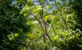 Hawthorn Crataegus submollis mazing blossom. Close-up white flowers on background of long spiny branches of hawthorn Royalty Free Stock Photo