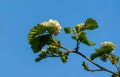 Hawthorn Crataegus submollis mazing blossom. Close-up white flowers on blue sky background Royalty Free Stock Photo