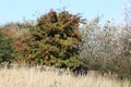 Hawthorn in dutch dunes of Ameland Island