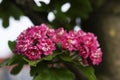 Hawthorn flower