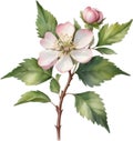 Hawthorn flower, Watercolor painting of a Hawthorn flower. AI-Generated. Royalty Free Stock Photo