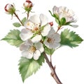 Hawthorn flower, Watercolor painting of a Hawthorn flower. AI-Generated. Royalty Free Stock Photo