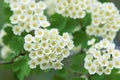 Hawthorn flowers Royalty Free Stock Photo