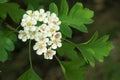 Hawthorn flowers Royalty Free Stock Photo