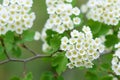 Hawthorn flowers Royalty Free Stock Photo