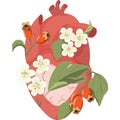 hawthorn flowers and fruits medical illustration