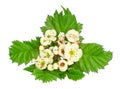 Hawthorn flowers, leaves isolated on a white background Royalty Free Stock Photo