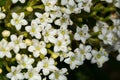 Hawthorn flowers in May in England, uk which heralds the start of summer. Royalty Free Stock Photo