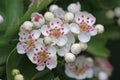 Hawthorn flowers Royalty Free Stock Photo