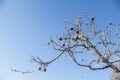 Hawthorn with frost