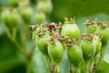 Hawthorn fruit Royalty Free Stock Photo