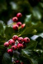 Hawthorn fruit