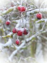 Hawthorn fruit, Lithuania