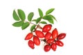 Hawthorn fruits Royalty Free Stock Photo