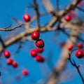 Hawthorn fruits against a blue sky Royalty Free Stock Photo