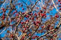 Hawthorn fruits against a blue sky Royalty Free Stock Photo