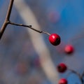 Hawthorn fruits against a blue sky Royalty Free Stock Photo