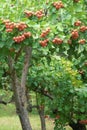 Hawthorn fruits Royalty Free Stock Photo