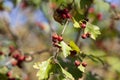 Hawthorn with fruits and leaves against the blue sky Royalty Free Stock Photo