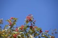 Hawthorn with fruits and leaves against the blue sky Royalty Free Stock Photo