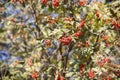 Hawthorn with fruits and leaves against the blue sky Royalty Free Stock Photo