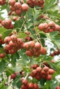 Hawthorn fruits Royalty Free Stock Photo