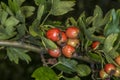 Hawthorn fruits