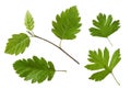 Hawthorn green leaf and tree branch set isolated on white background Royalty Free Stock Photo