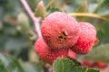 Hawthorn has medicinal value