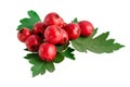 Hawthorn haws or berries with leaves isolated on white