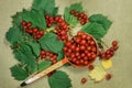 Hawthorn. Herb for use in alternative medicine, phytotherapy