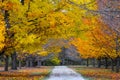 Walking Path, Fall Forest, Yellow Leaves