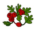 Hawthorn illustration vector isolated