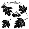 Hawthorn Leaves and Fruits Pictograms