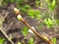 Hawthorn leaves just emerging from the buds in the early spring sunshine Royalty Free Stock Photo