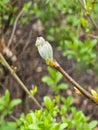 Hawthorn leaves just emerging from the buds in the early spring sunshine. Close-up Royalty Free Stock Photo