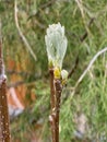 The hawthorn leaves are just emerging from the buds under the rays of early spring sun Royalty Free Stock Photo
