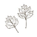 Hawthorn leaves. vintage engraved illustration. Isolated on white background hawthorn drawing leaf. Isolated object