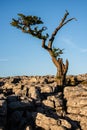 Hawthorn in a Limestone Pavement in Yorkshire Dales Royalty Free Stock Photo