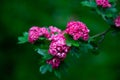 Hawthorn medicinal plant. Pink flowers on a flowering branch. Beautiful flower. Natural background