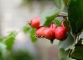 Hawthorn red berries with briht green leaves on a tree branch. Autumn season background.