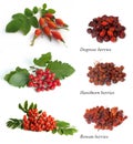 Hawthorn, rowan berry, dogrose Royalty Free Stock Photo