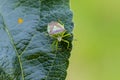 The hawthorn shield bug on leaf Royalty Free Stock Photo