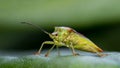 Hawthorn shield bug on a leaf Royalty Free Stock Photo