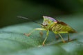 Hawthorn shield bug on a leaf Royalty Free Stock Photo