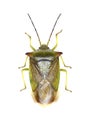 Hawthorn Shield Bug on white Background